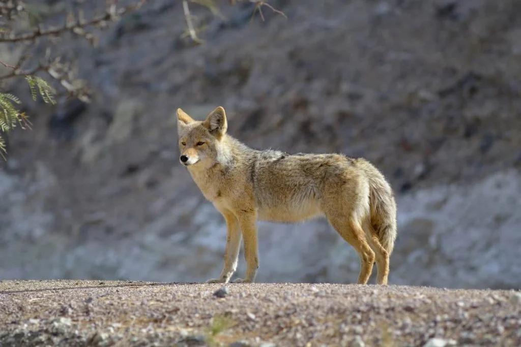 Key differences between a coyote and a donkey