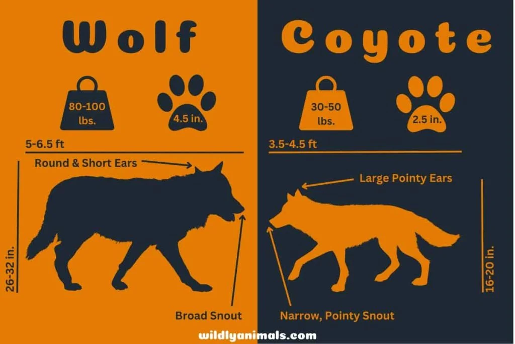 Key differences between coyote vs wolf - infographics