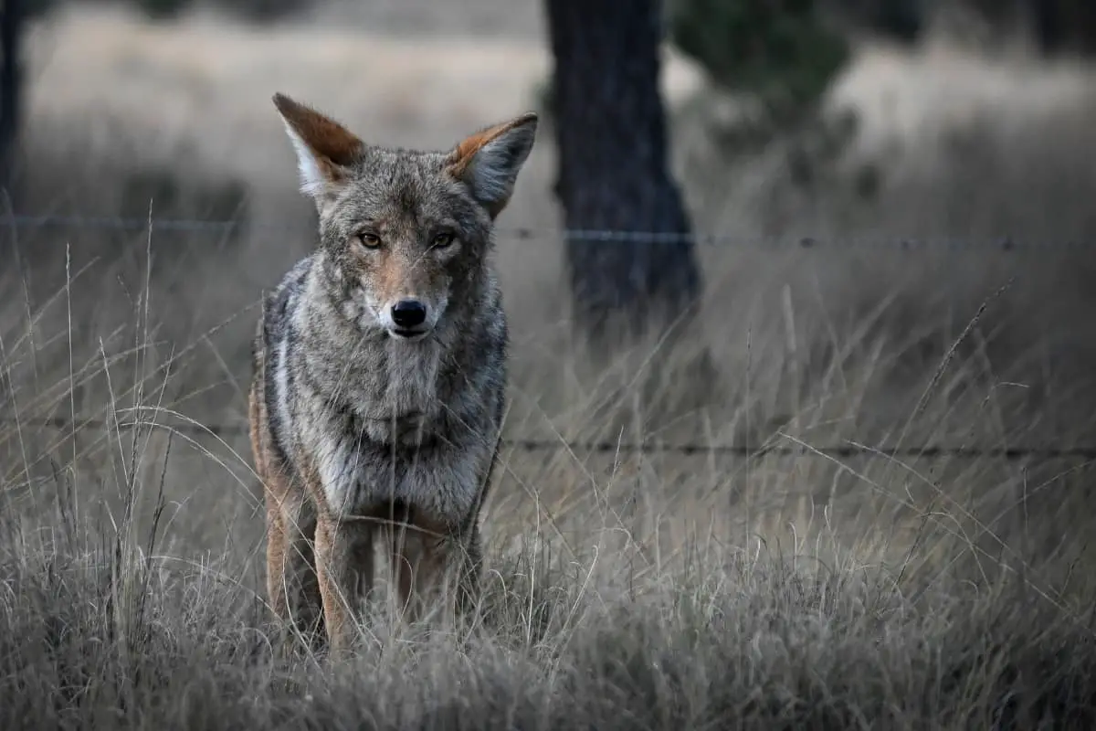 Mexican coyote standing tall