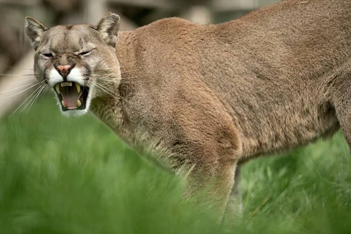 Mountain lion vs coyote fight: who will win?