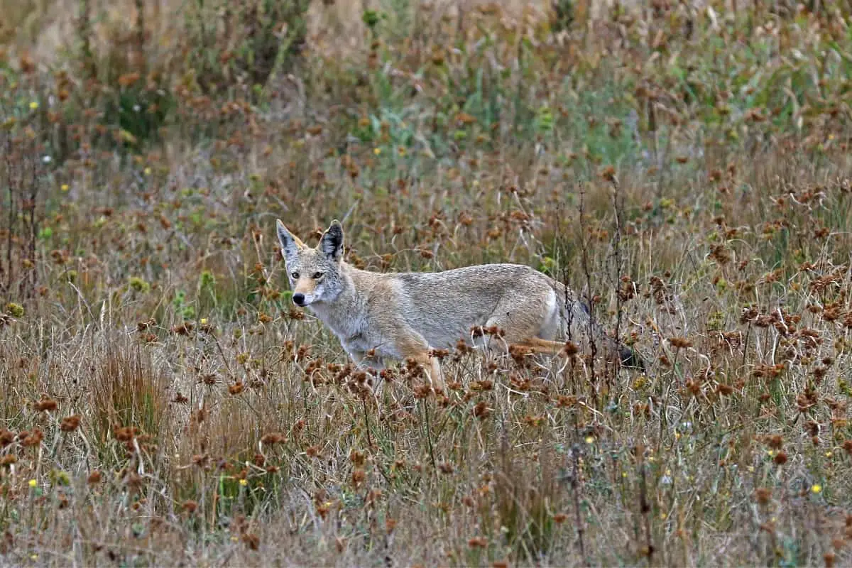 Northwest Coast Coyote along hillside