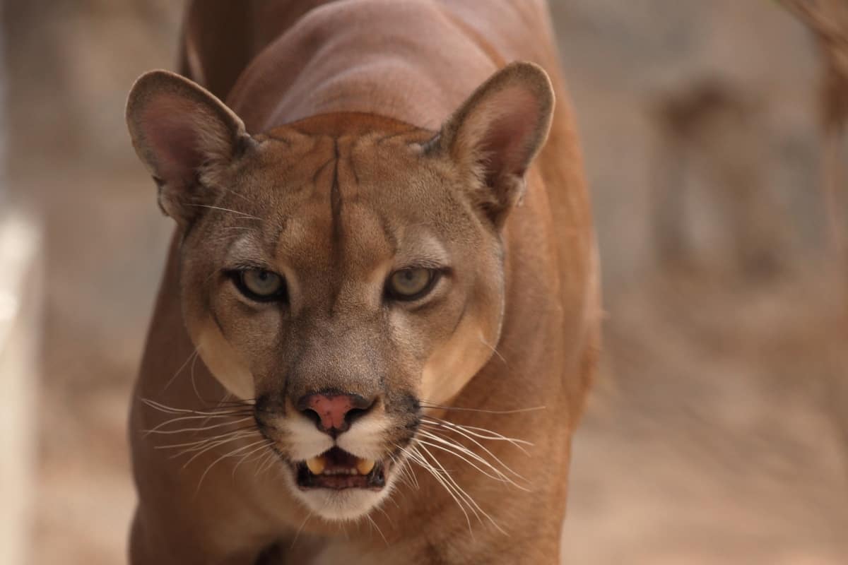 Offensive abilities: Mountain lions vs coyotes