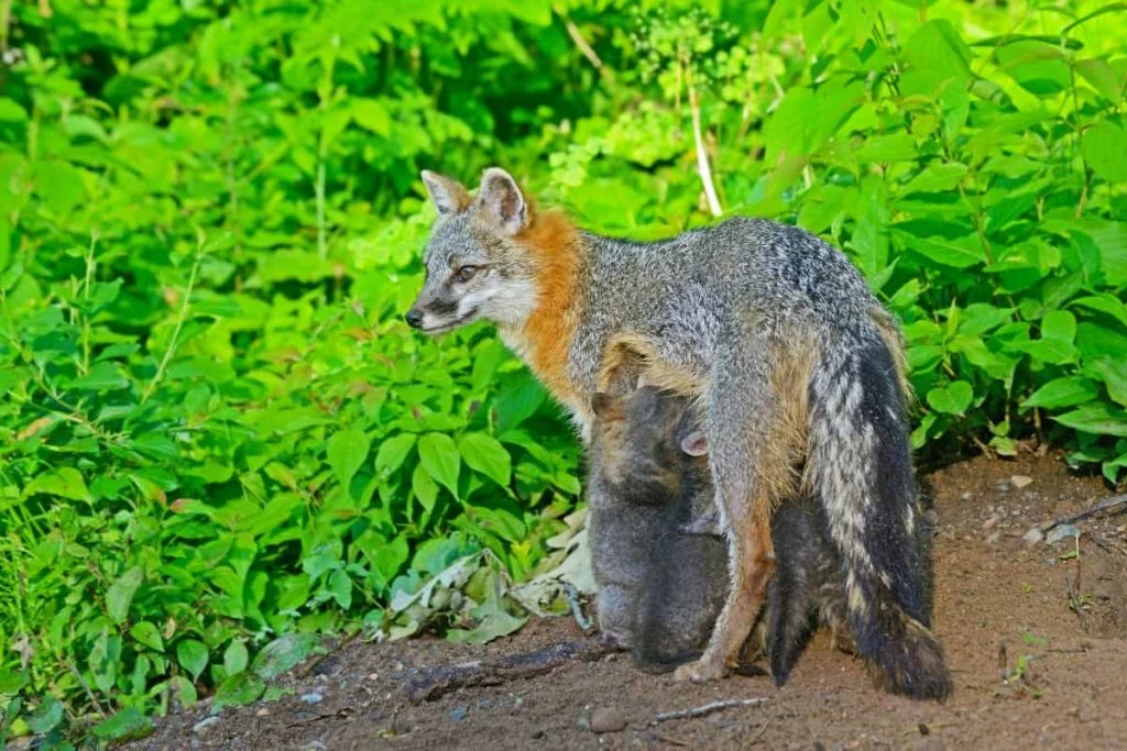Gray foxes are among the other canines that can climb trees.