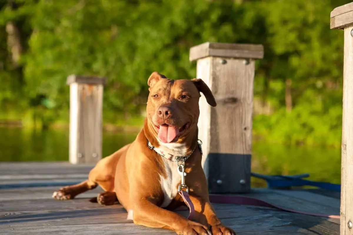 Pitbulls are friendly dogs as compared to coyotes