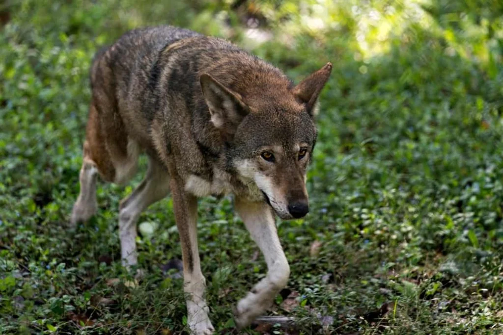 Red wolves are critically endangered species