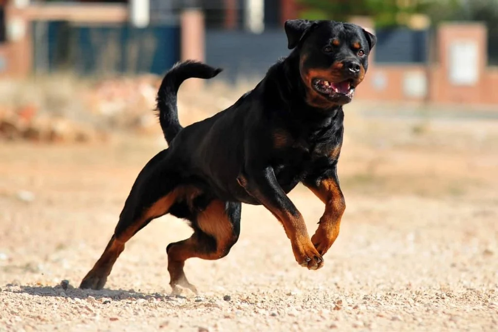 A Rottweiler will be the winner in fight with coyote