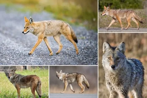 Different Types Of Coyotes species