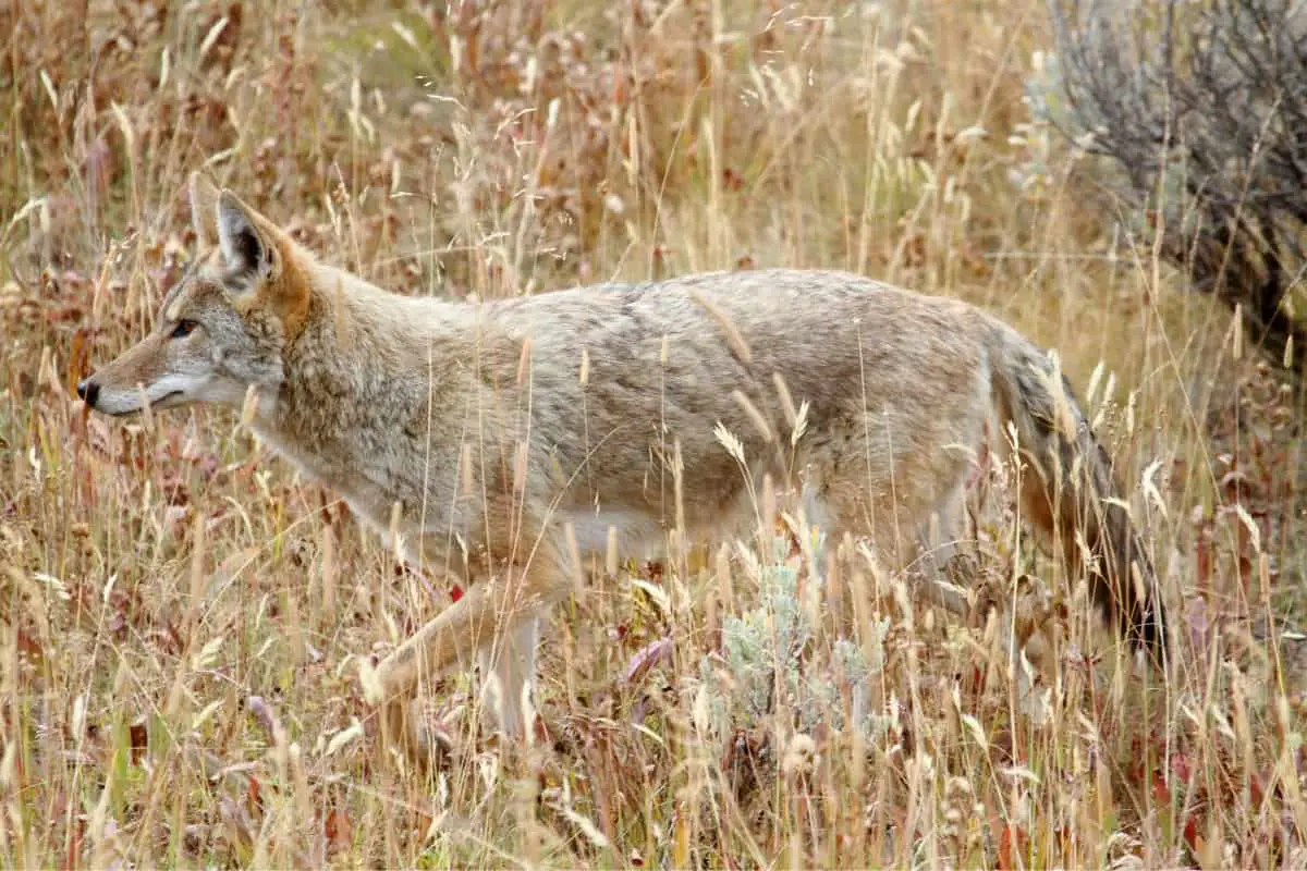 Western coyote or North American coyote