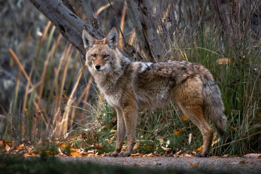 What Does Seeing a Coyote in a Dream Mean