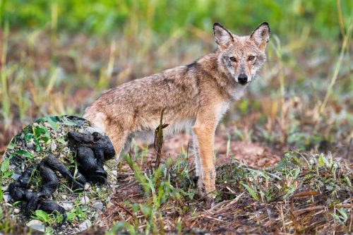 What does coyote poop look like