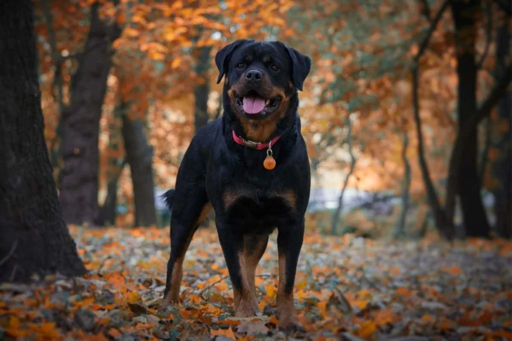 A photo of a Rottweiler standing tall