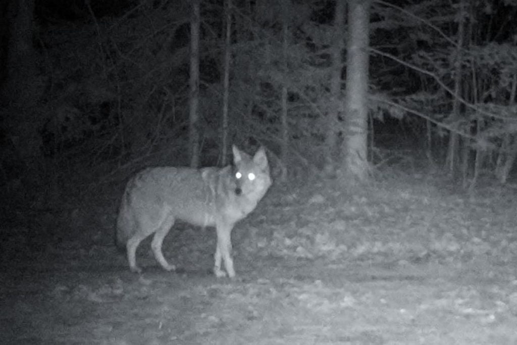 Coyote Eyes At Night
