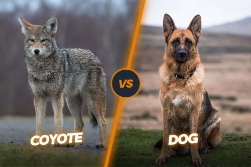 Coyote vs dog, are coyotes dogs?