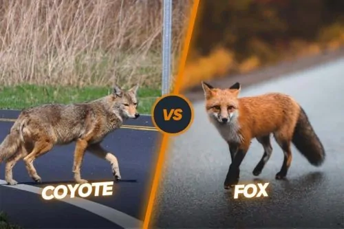 coyote vs fox difference