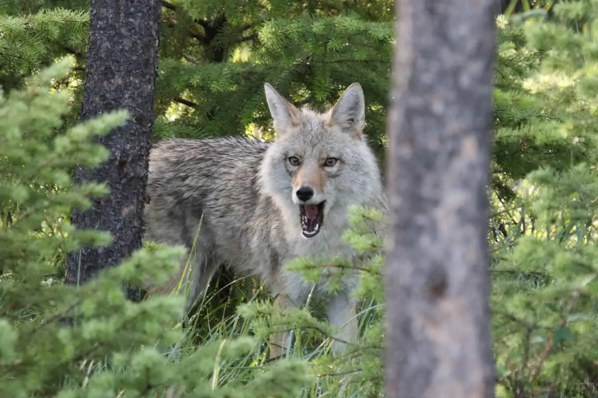 Difference between coyote and jackal teeth and bite force