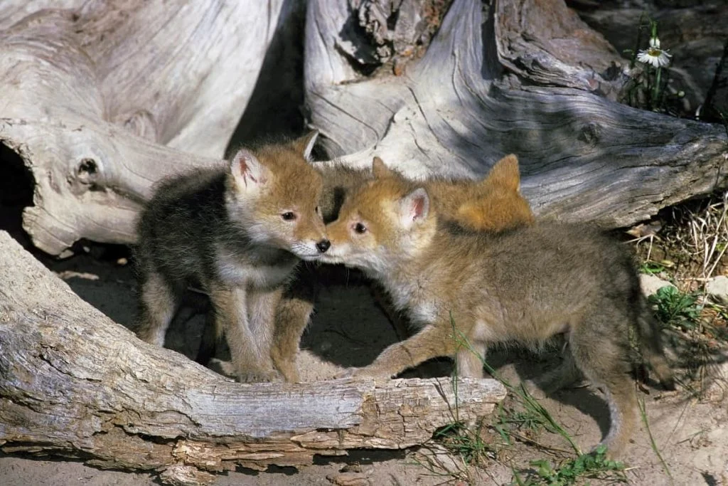 To make coyotes good pets, you need to get them when they are young.