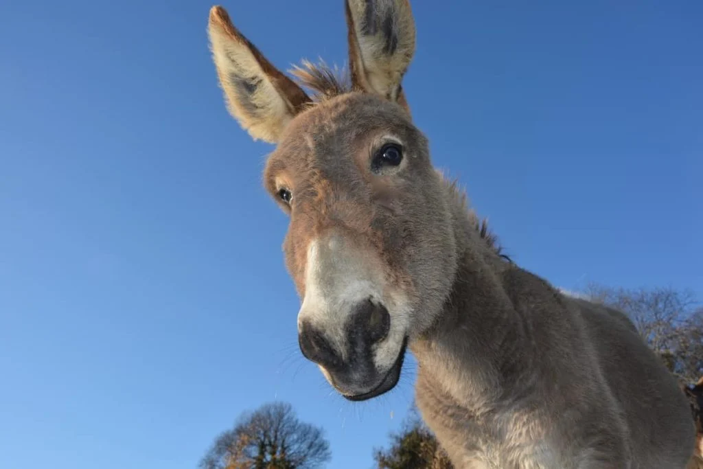 Donkey as a guard animal looking down