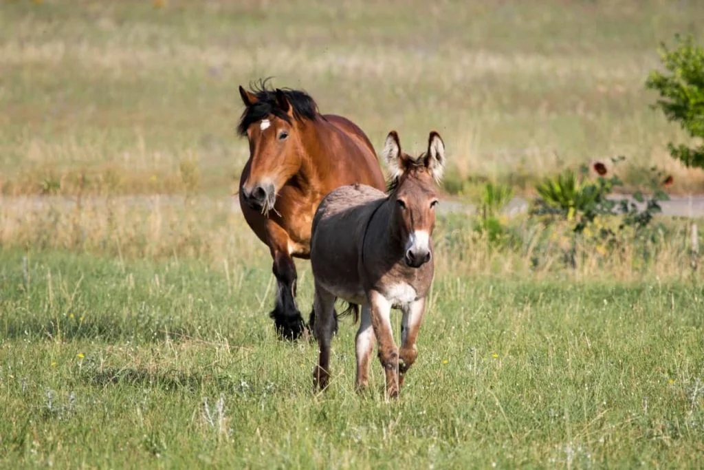 Donkeys kill coyotes but horses run away