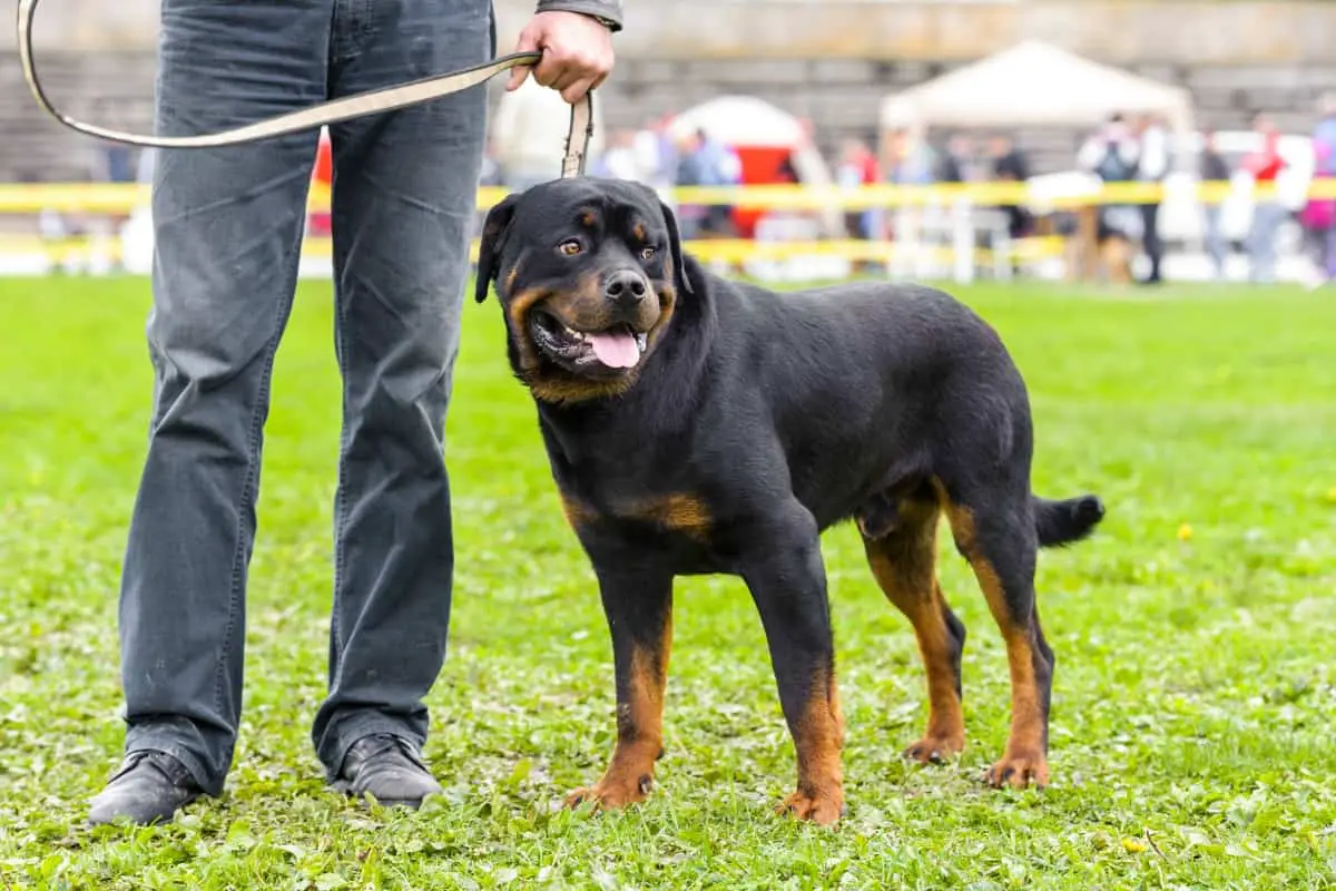 How to keep Rottweilers away from encountering coyotes