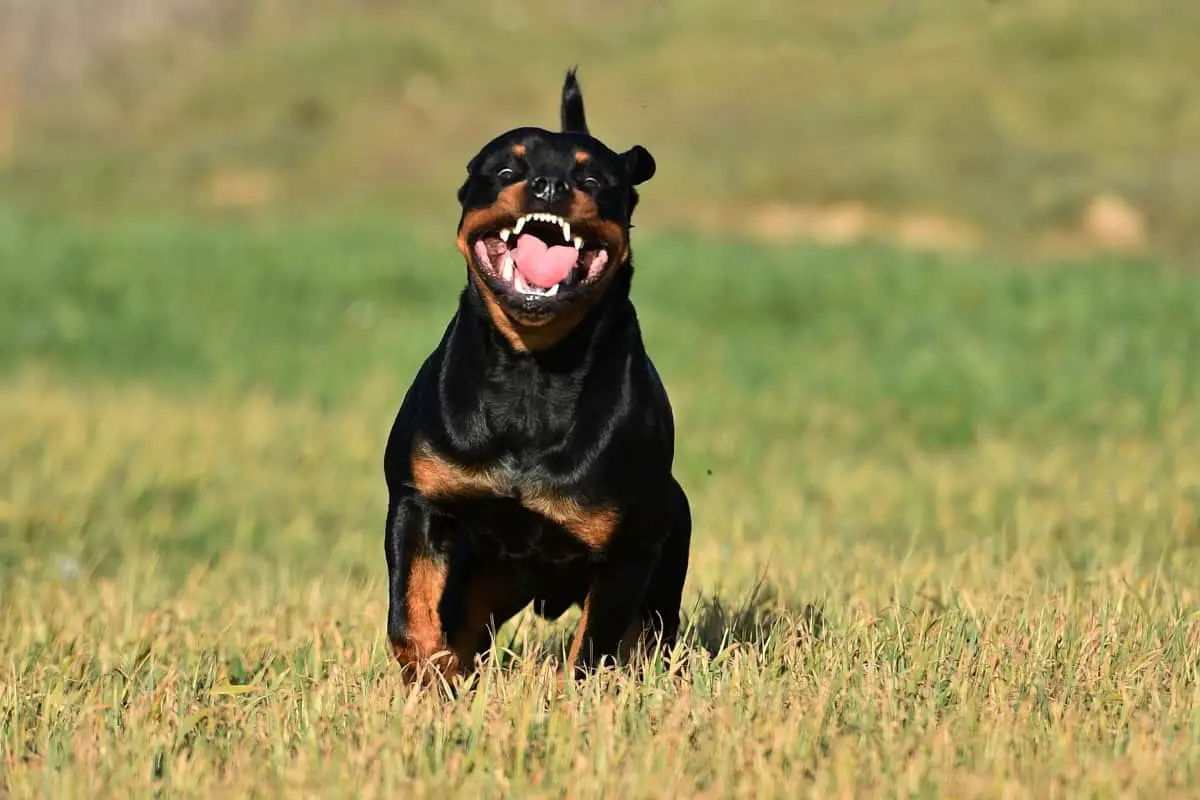 Rottweiler bite force vs coyote