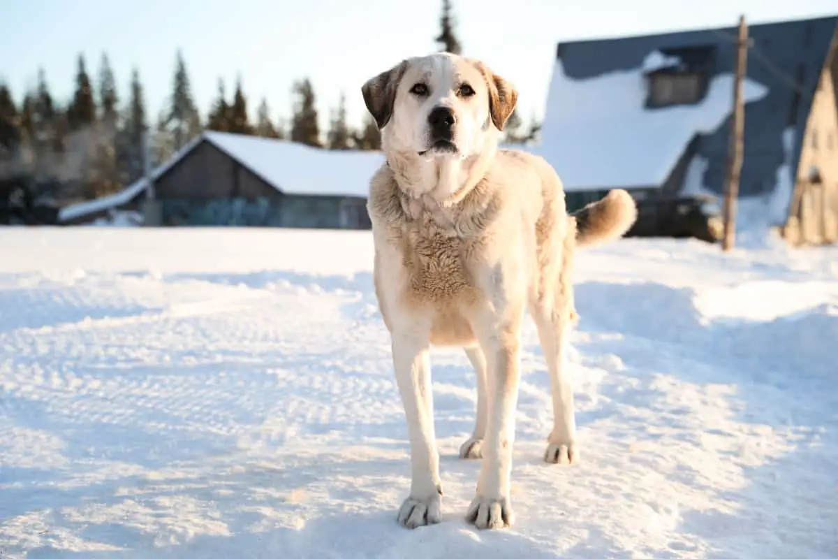 Akbash are best dogs to protect against coyotes due to their size and strength