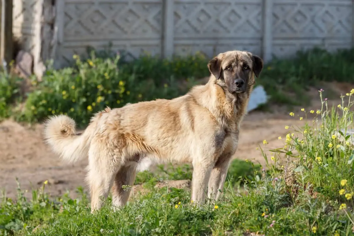 Anatolian Shepherd is a good coyote hunting dog