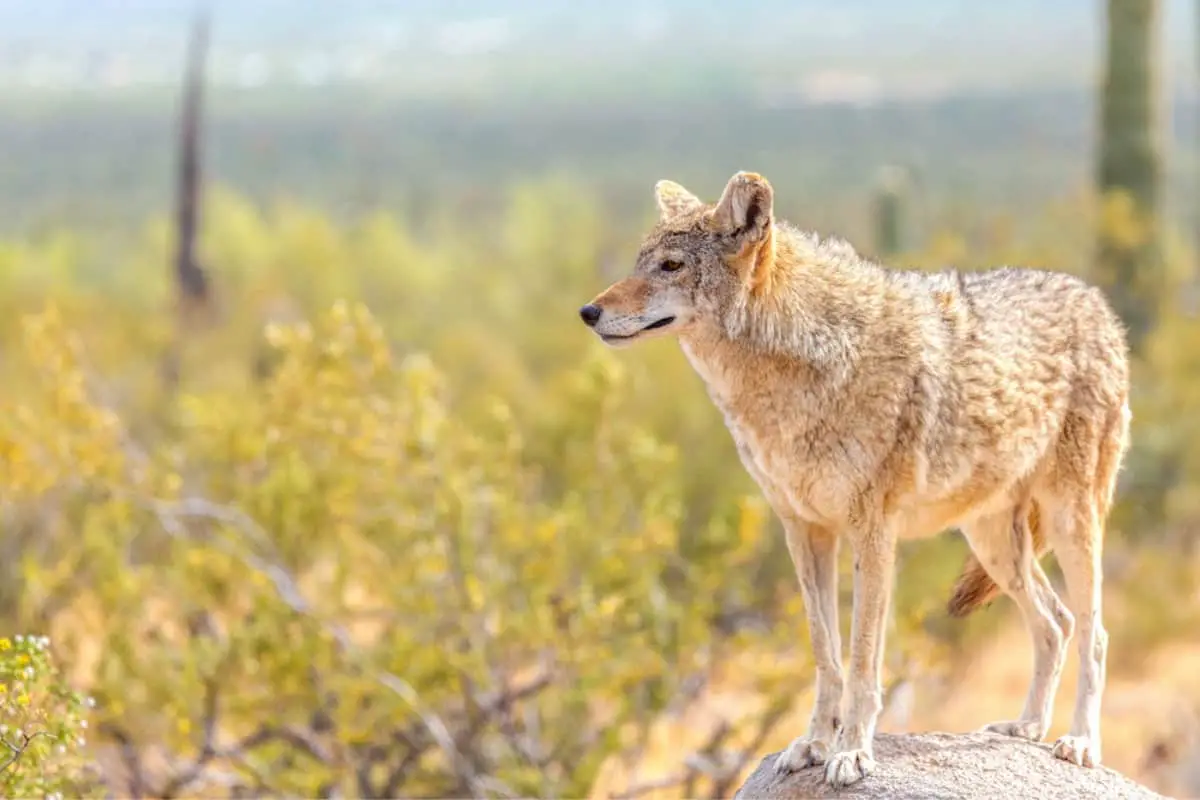 Are there coyotes in California? Yes there are!