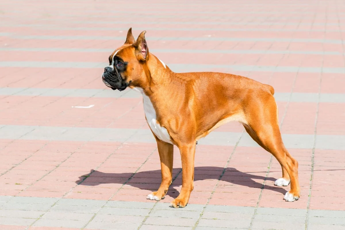 A Boxer dog standing tall and active