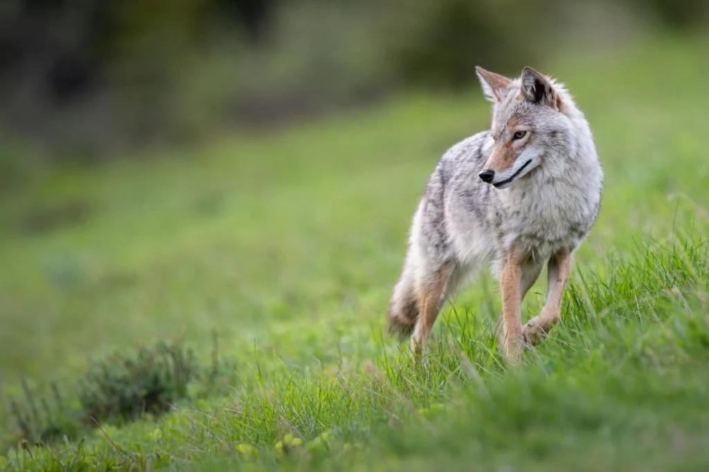 Coyote in Central Park