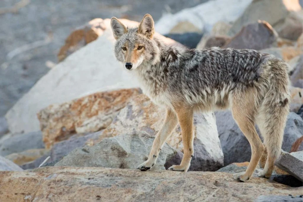 A Coyote in lookin at camera in Upstate NY