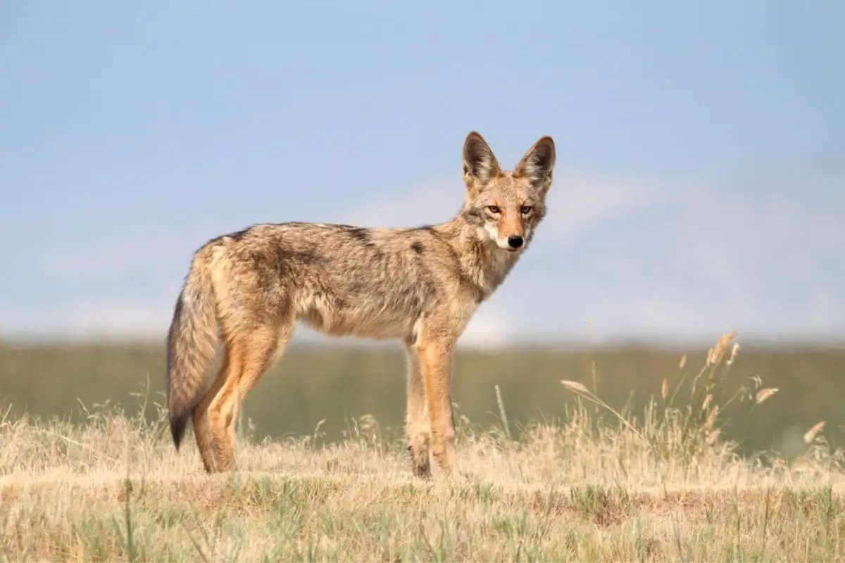 Coyote management strategies to avoid conflicts