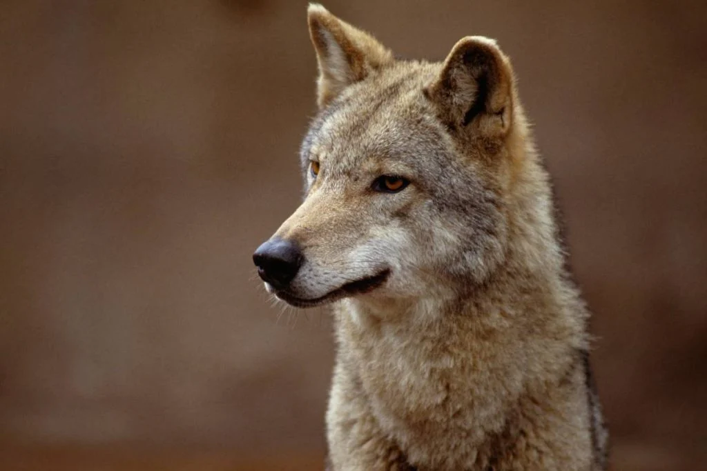 A portrait of coyote showing its sensory adaptations