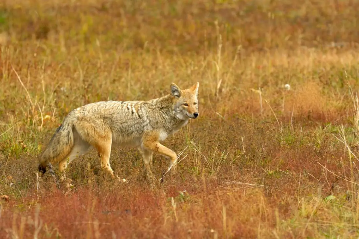 Coyotes in California