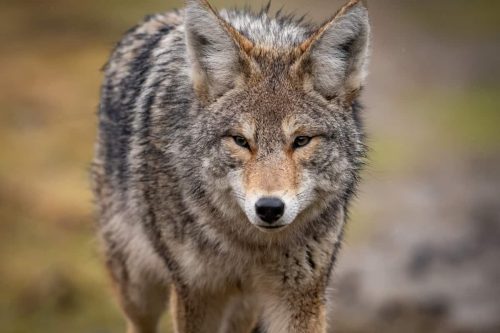 Coyotes in Florida