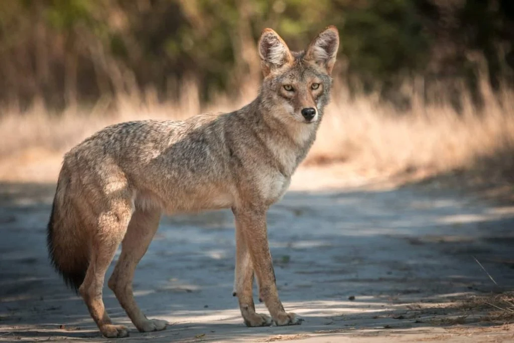 Coyotes in Long Island