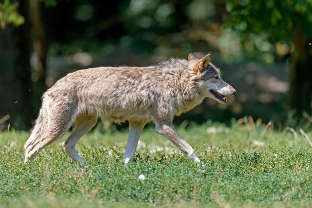 The major population of coyotes in southern CA is in Los Angeles.