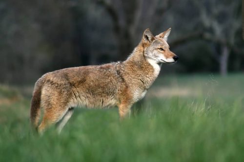 Coyotes in Tennessee