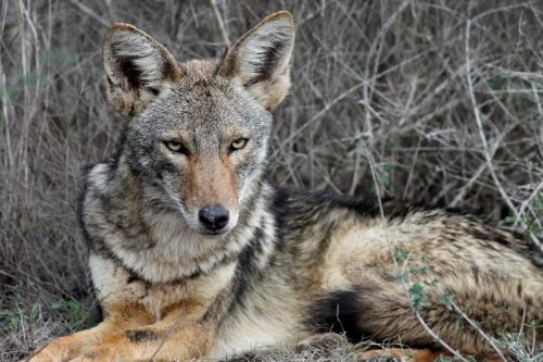 Coyotes in Texas