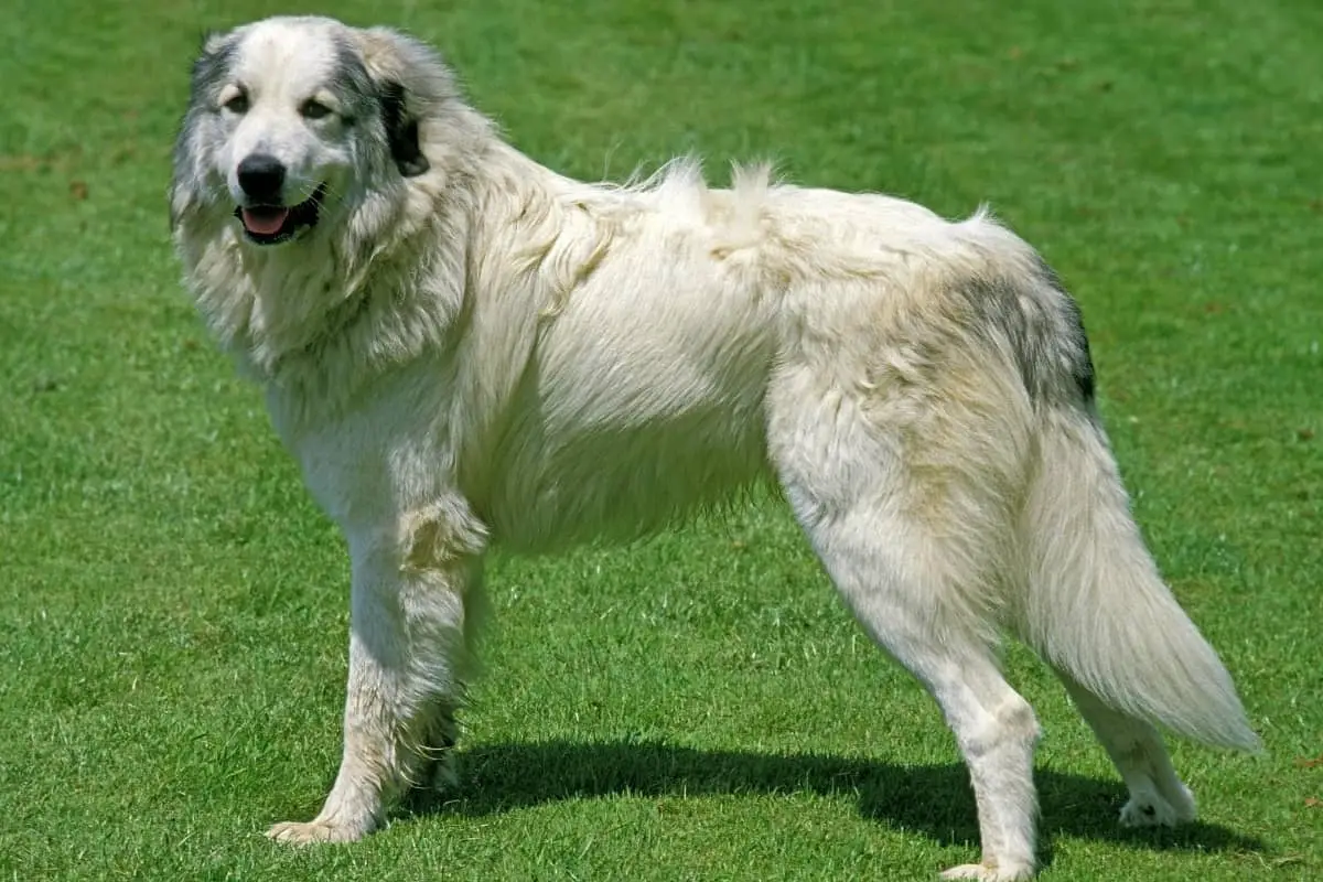 Great Pyrenees is a large breed of dogs used to safeguard livestock.