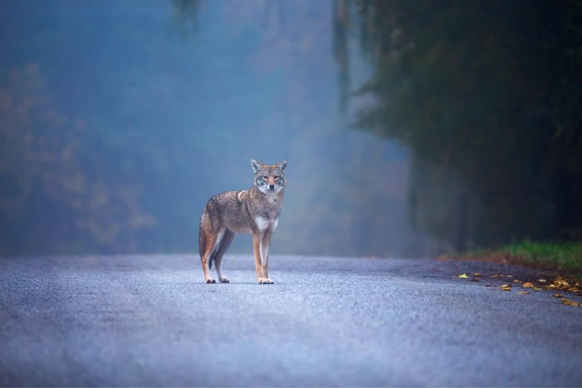 A coywolf who adapted to the urban settlement