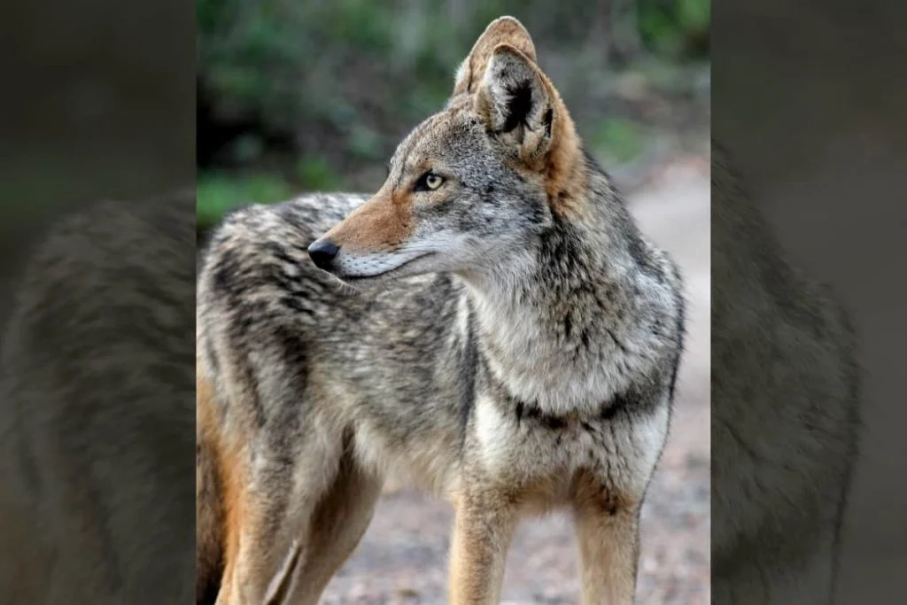 Measures to lessen Human coyote interaction
