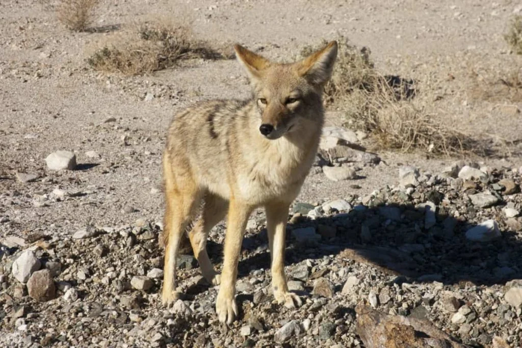 Coyotes in Northern California have stable population.