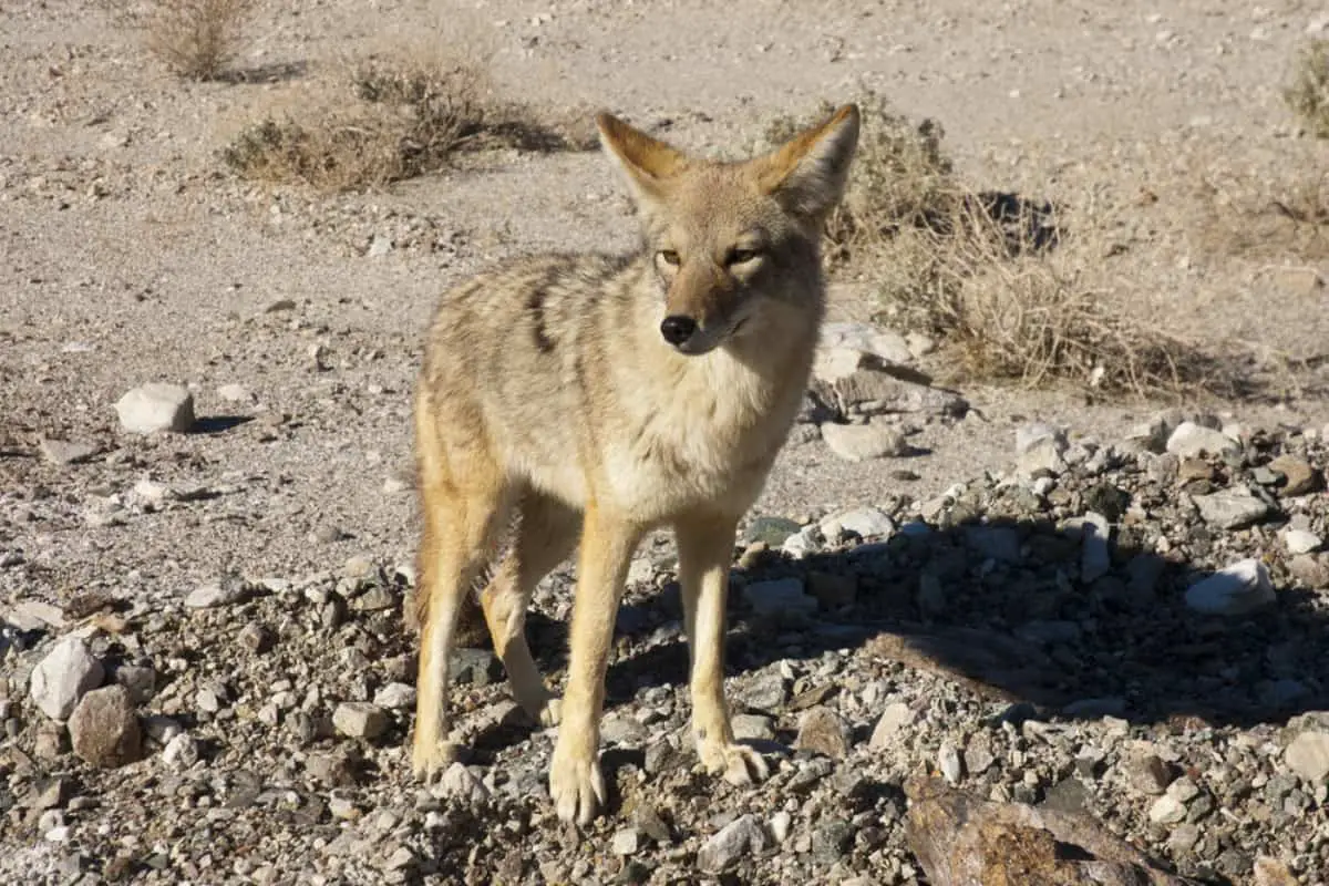 Coyotes in Northern California have stable population.