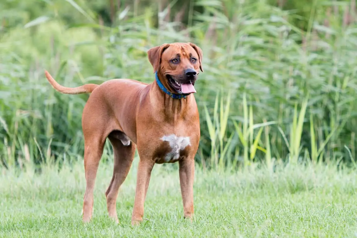 Rhodesian Ridgeback standing guard against coyotes