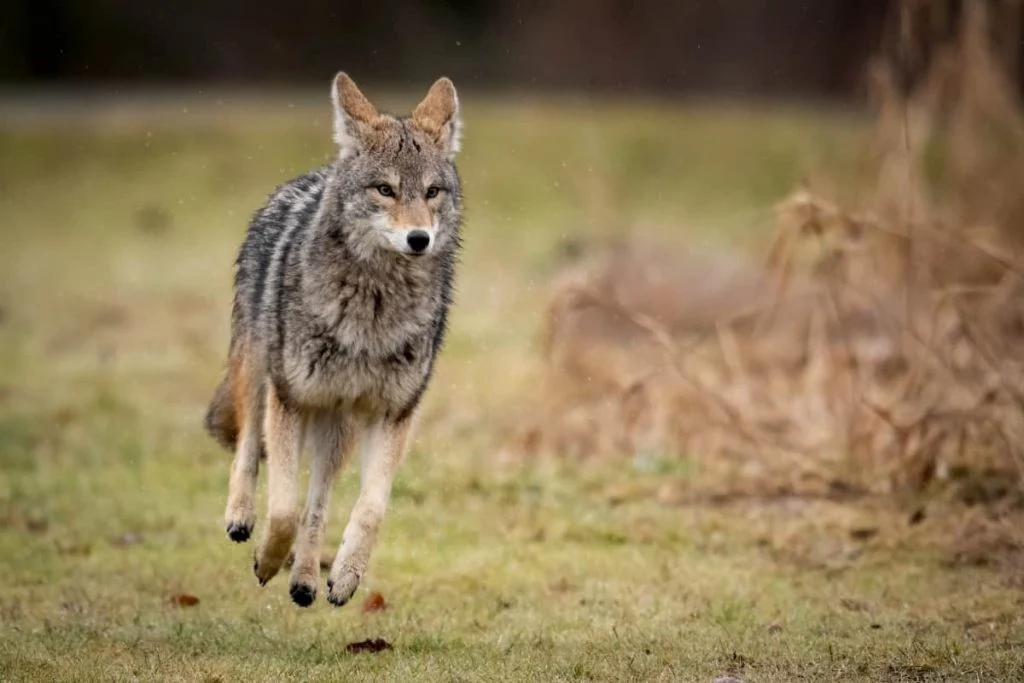 Where do coyotes live in Florida