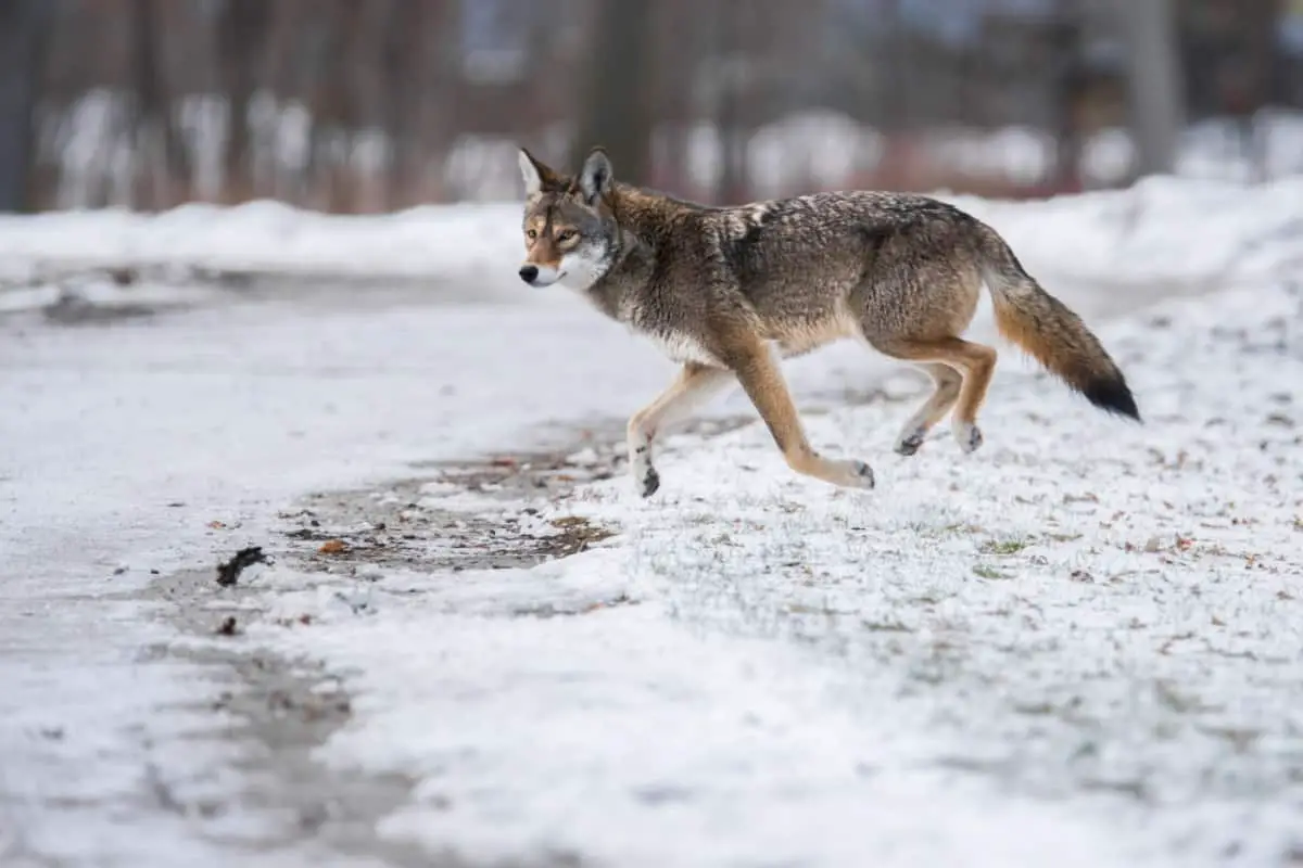 Ecological and environmental factors lead to Coyote and Wolf mix.