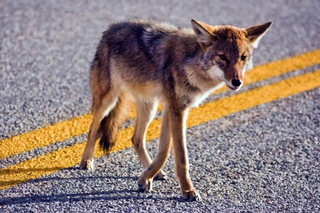 Historical presence of coyotes in Texas