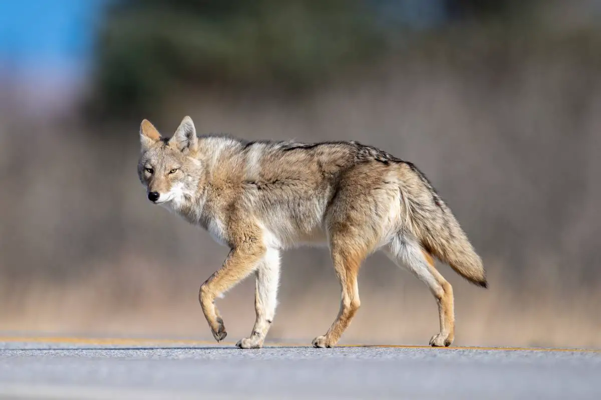 Areas for hunting coyotes in South Dakota