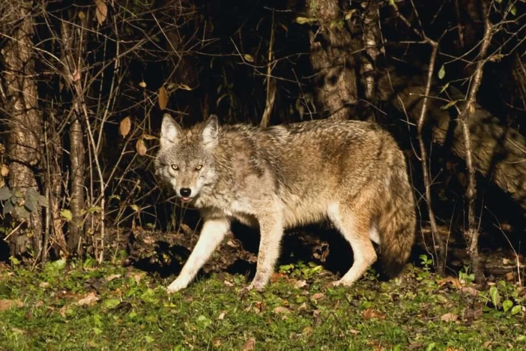Conflict and Coexistence strategies with these animals