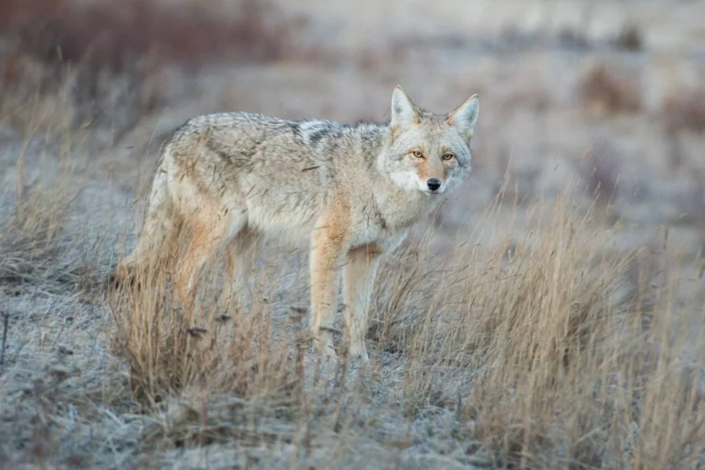 Conservation Efforts for Coyotes in Iowa